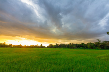 Green rice field on cloudy day at sunset time