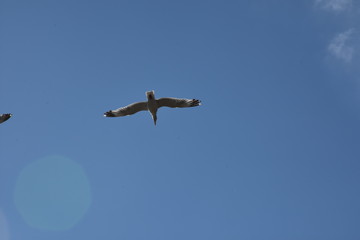 Seagull flying freely in the sky