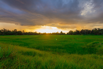 Green rice field on cloudy day at sunset time