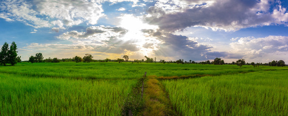 Panorama Green rice field at sunset