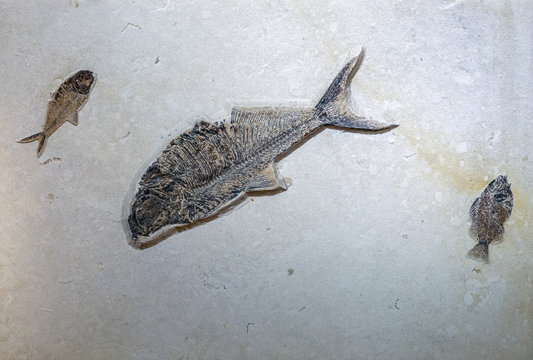 Diplomystus and Priscacara fish fossil