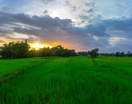 Panorama Green Rice Field At Sunset