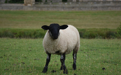 The lambs are resting on the green lawn.
