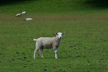 Naklejka na ściany i meble The lambs are resting on the green lawn.