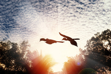 Birds flying..Silhouette pair of hornbill birds flying over the mountain top with sunray twilight cloudy blue sky at sunset,lens flare effect. © sbw19