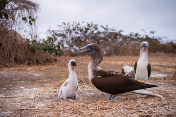 Blue-footed Booby (sula nebouxii) on Isla de la Plata, Ecuador