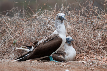Blue-footed Booby (sula nebouxii) on Isla de la Plata, Ecuador