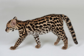 Wild cat walk on white background