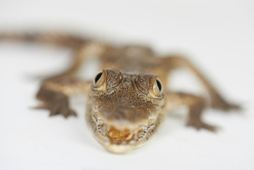 Baby of alligator