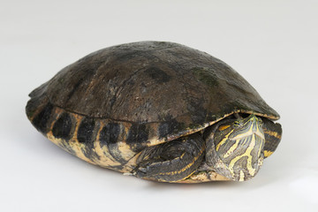 One young turtle