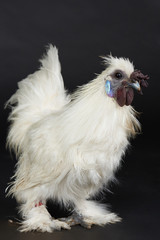 One white rooster