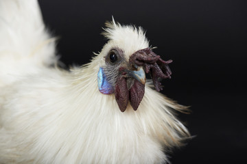Fototapeta na wymiar Portrait of white rooster