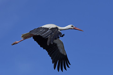 White stork in flight with blue skies in the background