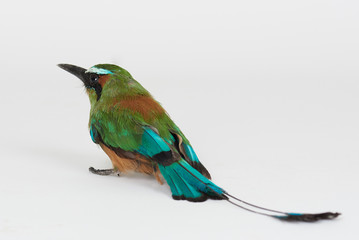 Back view of tropical colorful bird