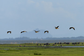 Group of birds fly in blue sky