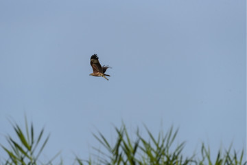 white eagle catch fish and fly in blue sky