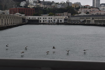 Gaviotas