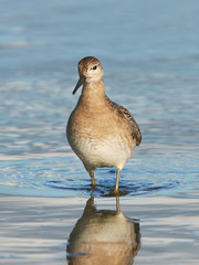 Ruff (Philomachus pugnax)