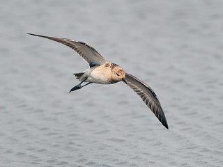 Ruff (Philomachus pugnax)