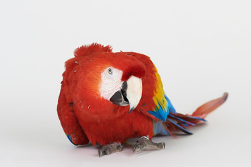 Pure macaw parrot © PixieMe