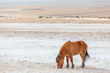 Icelandic horse eating in winter.