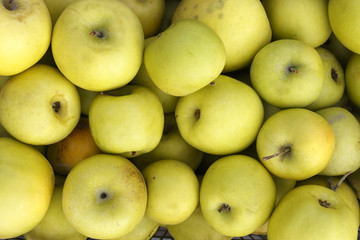 Fresh green apples fruit.