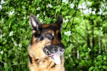 Dog German Shepherd in a park near branch of blossoming apple tree