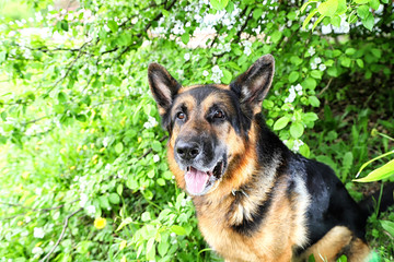 Dog German Shepherd in a park near branch of blossoming apple tree