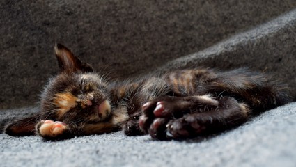 Black Small Kitten Sleeping On Gray Sofa