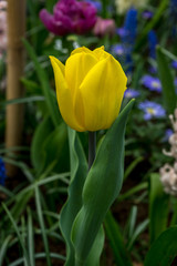Naklejka premium Netherlands,Lisse, a close up of a flower