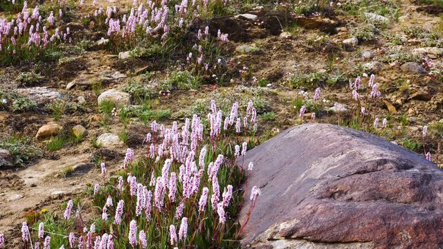 Polygonum affine flowers blowing in the wind on the mountain, species of flowering plant in the family Polygonaceae, native to the Himalayas, Kashmir India, slow motion