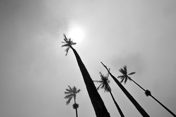 Tallests palm trees in the world aiming at the sun, Cocora valley, Colombia