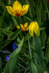 Netherlands,Lisse, a yellow flower with green leaves