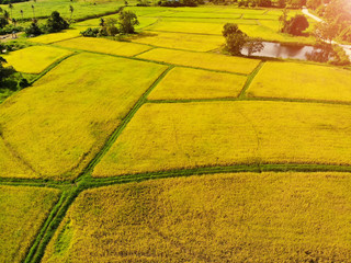 Aerial view of rice fields High angle of rice field in rural Thailand