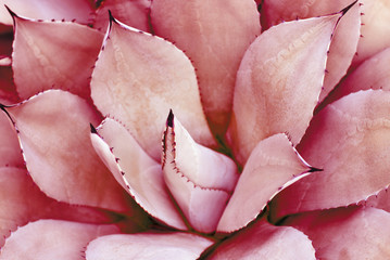 Pink succulent close-up, texture, background. Toned