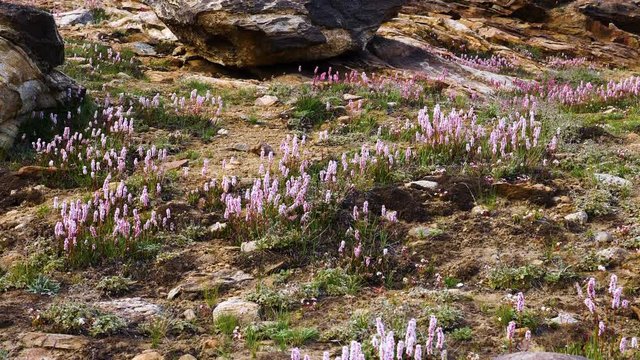 Polygonum affine flowers blowing in the wind on the mountain, species of flowering plant in the family Polygonaceae, native to the Himalayas, Kashmir India, Polygonum affine.
