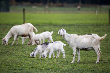 Obraz premium Mother goats with their kids in a field on a farm in Canterbury
