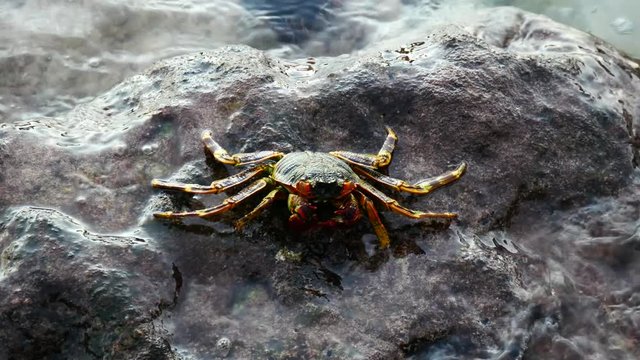 Small crab on the rock at at Bora Bora island, Tahiti, French Polynesia, South Pacific Ocean
