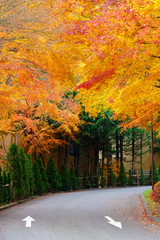 Naklejka na ściany i meble Colorful Japan road in autumn.
