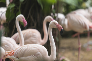 Pink flamingos against green background