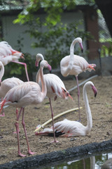 Pink flamingos against green background