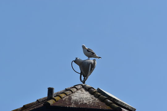 Gaviota vigia