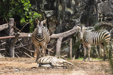 Fototapeta na wymiar Zebra in the zoo in Thailand.