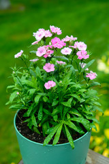 pink flowers