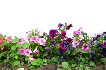 flowers on white background