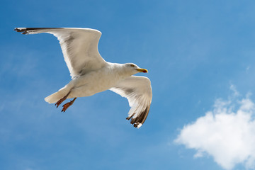 Möwe an der Nordsee
