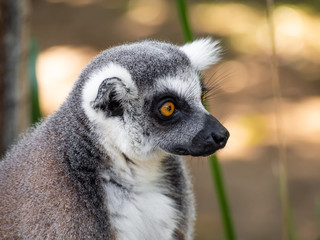 Ringtailed Lemur Portrait