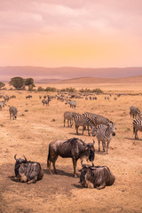 Landscape of Ngorongoro crater -  herd of zebra and wildebeests (also known as gnus) grazing on...