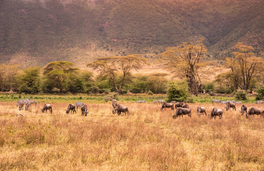 Landscape of Ngorongoro crater -  herd of zebra and wildebeests (also known as gnus) grazing on...