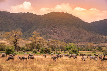 Landscape of Ngorongoro crater - Herd of wild animals grazing on grassland - herd of zebra and wildebeests (also known as gnus) at sunset  - Ngorongoro Conservation Area, Tanzania, Africa © Simon Dannhauer